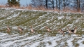 099_Biebrza - marzec 2013